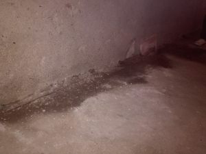 IMG_20170914_073051 (Large)